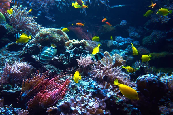 Onderwater koraal rif landschap. Koraal tuin met tropische vissen — Stockfoto