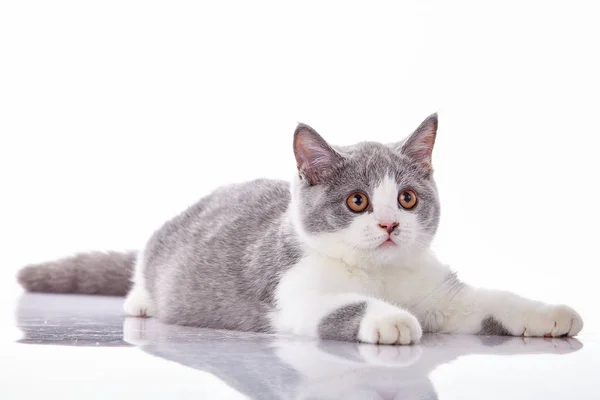 Gatinho em um fundo branco — Fotografia de Stock