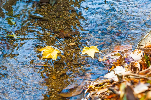 秋天落在水面上的黄叶 — 图库照片