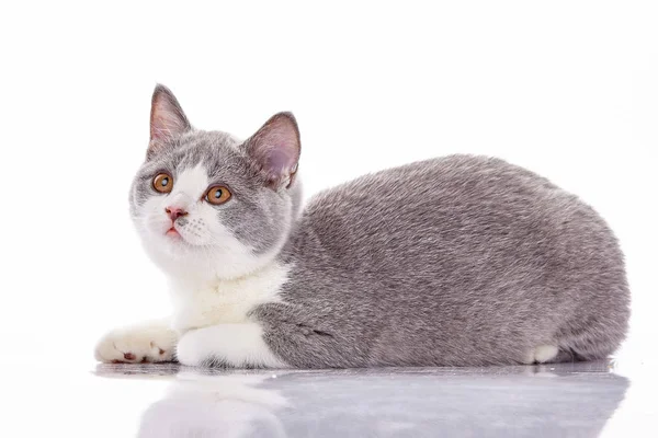 Beyaz arka plan üzerinde küçük kedi yavrusu. çizgili kedicik — Stok fotoğraf
