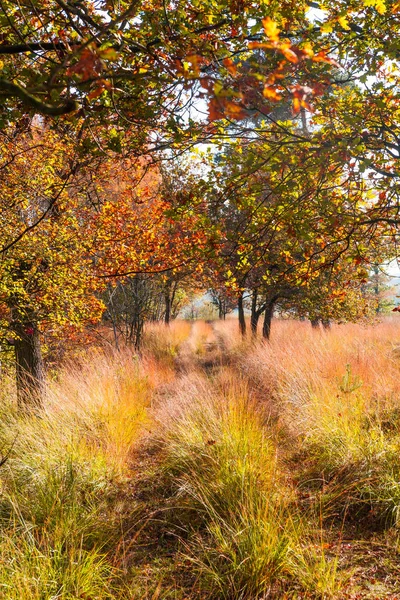 Zlatý podzim. Krásná podzimní park. Krása přírody scénu. Aut — Stock fotografie