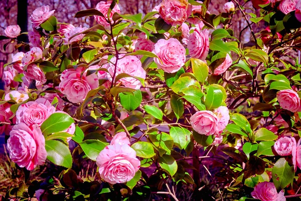 Rosebush. Climbing rose tree — Stock Photo, Image