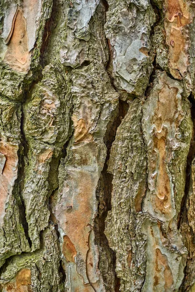 Ağaç arka plan. ağaç doku