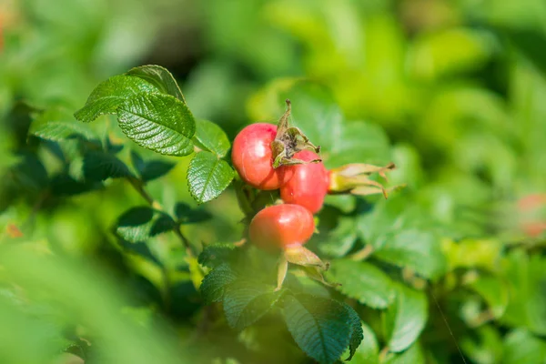 Dog-rose berries. Dog rose fruits (Rosa canina). wild rosehips i — Stock Photo, Image