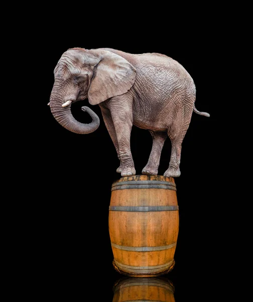 Ελέφαντας στο βαρέλι. ελέφαντας στο μαύρο backgroun — Φωτογραφία Αρχείου