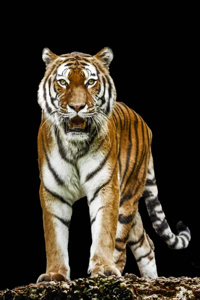 Tiger on black background — Stock Photo, Image