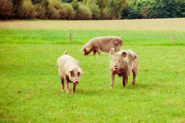 Pig farm.  pigs in field. Healthy pig on meadow — Stock Photo, Image