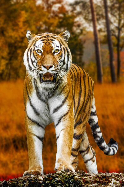 Tiger in autumn forest. Tiger portrait