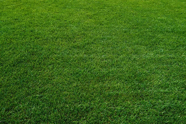 Hintergrund eines grünen Rasens. Grünes Gras — Stockfoto