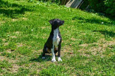 Dış gülümsüyor oynayan köpek. Mutlu köpek. Güzel bir köpek 