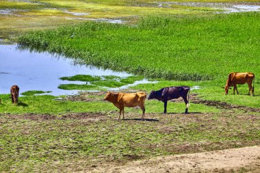 Mısır Nil Nehri. Hayat Nil Nehri üzerinde. Nil'inek