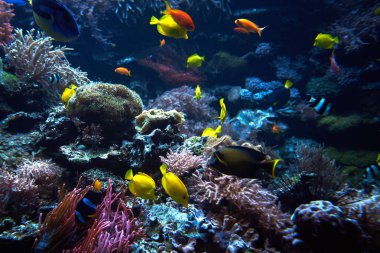 Sualtı arka plan. Sualtı sahne. Sualtı dünyasını. Altında