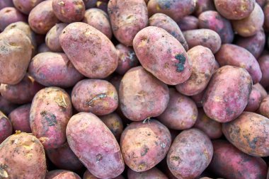 Taze organik patates. patates doku