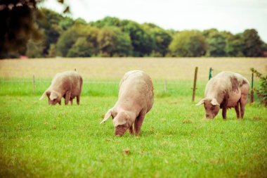 Pig farm.  pigs in field. Healthy pig on meadow clipart