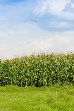 Yeşil Mısır alan. Tarım arazisi