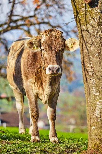 Krowy w lato zielone pole. Krowa na pastwisku lato — Zdjęcie stockowe