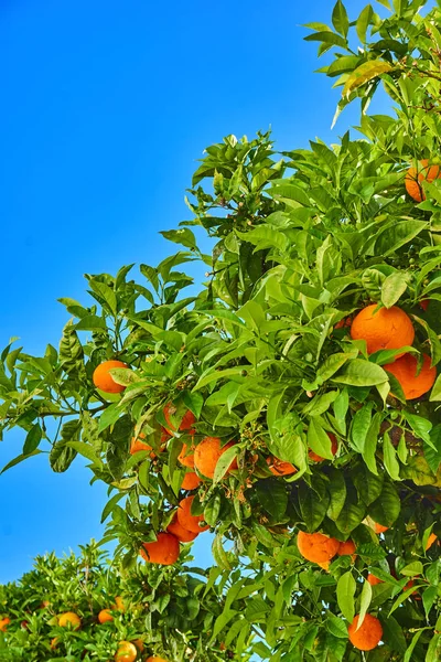 Orange garden.  Orange tree. Mandarins on the tree
