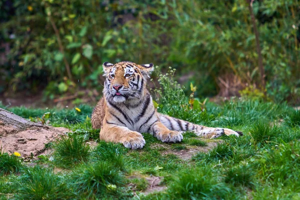Tigre en el bosque. Tigre en la naturaleza — Foto de Stock