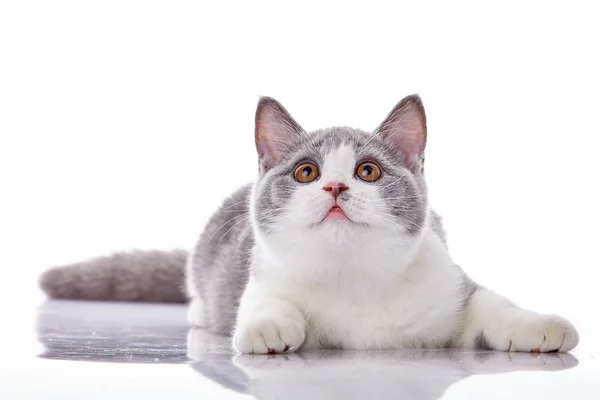 Kattunge på en vit bakgrund — Stockfoto