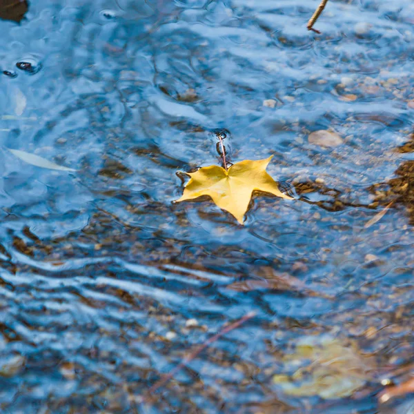 秋天落在水面上的黄叶 — 图库照片