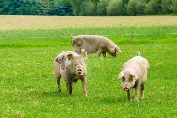 猪在农场里吃草。猪在绿色的田野上 — 图库照片