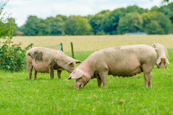 Świnie paść na farmie. Świnia na zielone pola — Zdjęcie stockowe