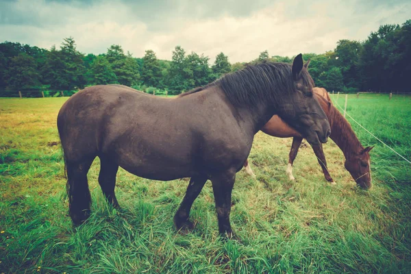 Velké krásné koně. velký černý kůň — Stock fotografie