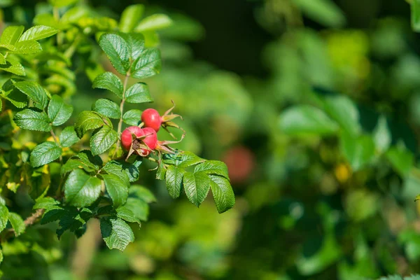 Dog-rose berries. Dog rose fruits (Rosa canina). wild rosehips i — Stock Photo, Image