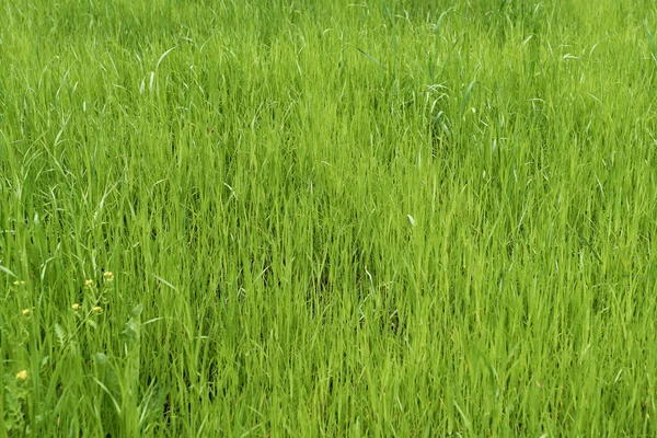 Pradera verde. campo de hierba — Foto de Stock