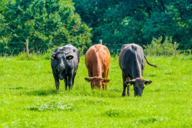 İnekler çayır üzerinde. buzağılar otlatma