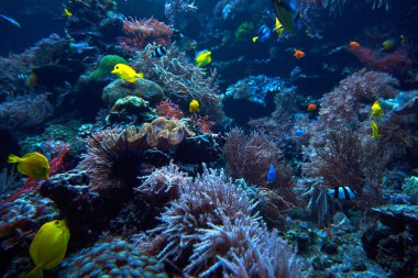 Sualtı arka plan. Sualtı sahne. Sualtı dünyasını. Altında