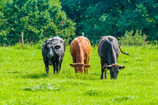 Koeien op de weide. grazende kalveren — Stockfoto