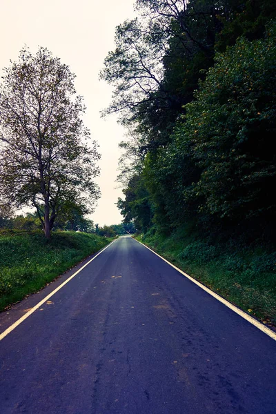 Асфальтовая дорога. Дорога в лесу — стоковое фото