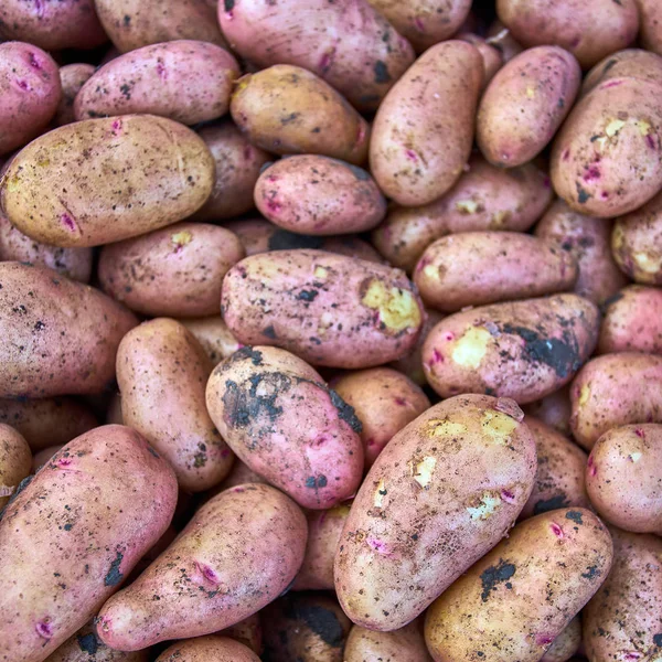 Taze organik patates. patates doku — Stok fotoğraf