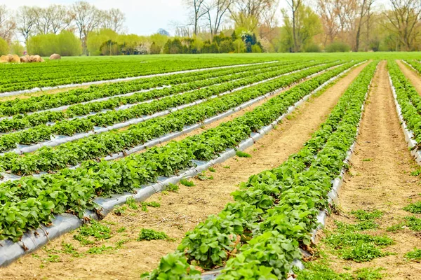 Landwirtschaftlicher Betrieb von Erdbeerfeld — Stockfoto