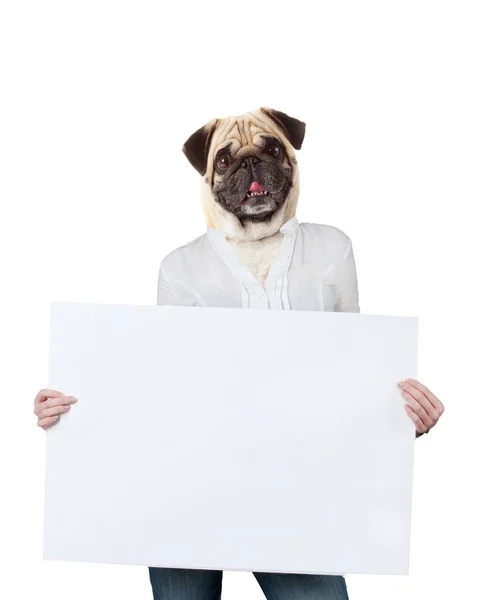 Funny dog hold banner on white background — Stock Photo, Image