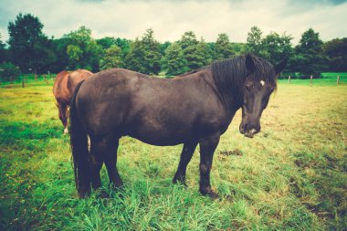 Büyük güzel at. büyük siyah at