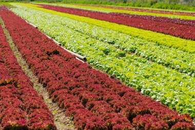 Çiftlikte organik salata. Alan marul. alan taze ve ta
