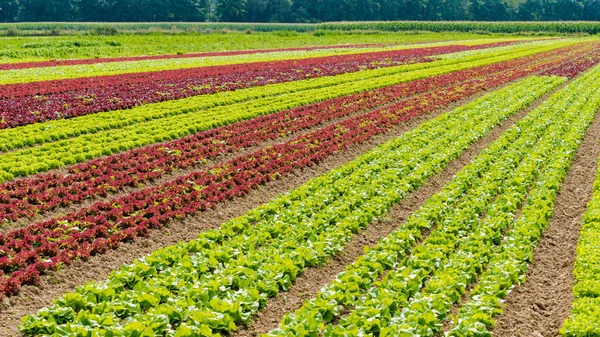 Bio-Salat auf dem Bauernhof. Feldsalat. Bereich der frischen und ta — Stockfoto