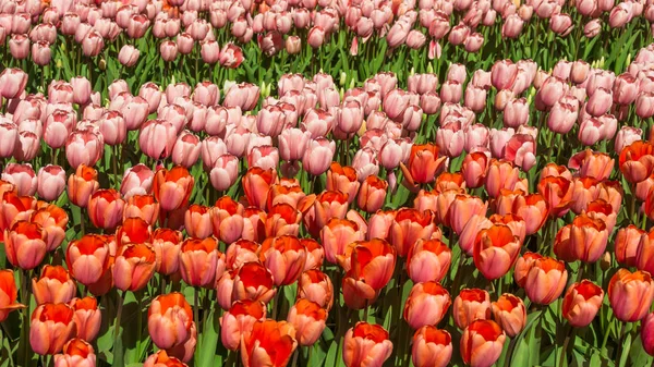 빨간 튤립입니다. 놀라운 레드 튤립 꽃입니다. 튤립 기분이의 봄 풍경 — 스톡 사진