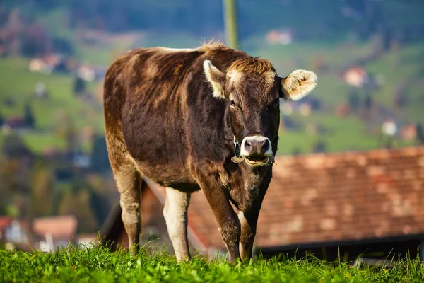 Krávy na letní zelené pole. Kráva na letní pastviny — Stock fotografie