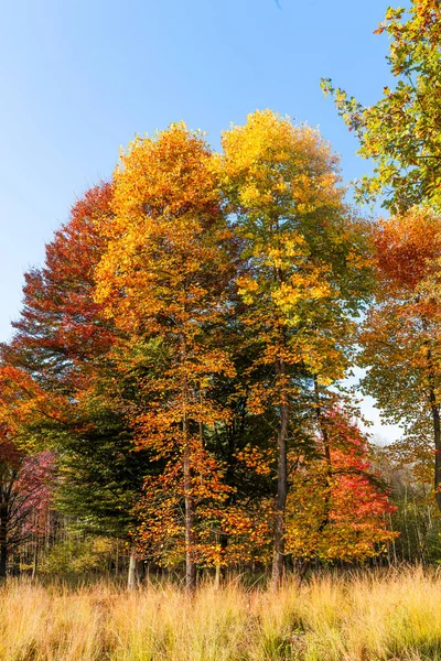 Złotej jesieni. Piękny, jesienny park. Piękno przyrody sceny. Aut — Zdjęcie stockowe