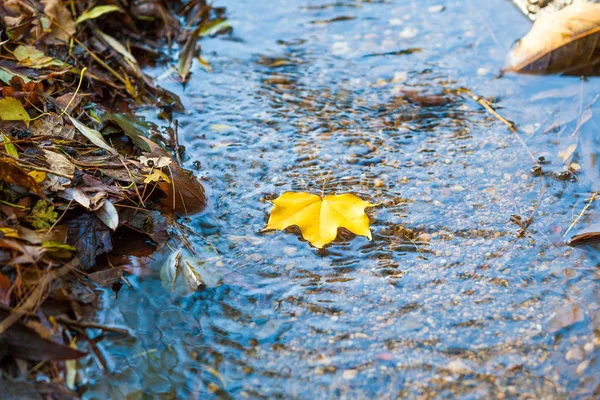 Gelbe Blätter fallen im Herbst auf das Wasser — Stockfoto