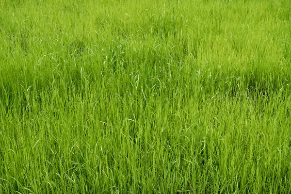 Pradera verde. campo de hierba — Foto de Stock