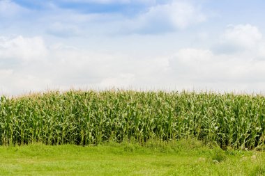 Yeşil Mısır alan. Tarım arazisi