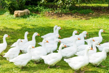 Kaz çiftliği. Beyaz kaz. Beni içeri otlatma beyaz yerli kaz