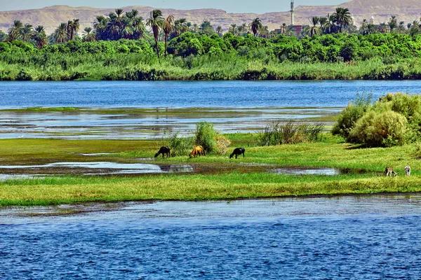 Nilu w Egipcie. piękny krajobraz — Zdjęcie stockowe