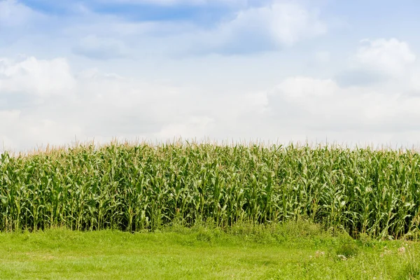 Yeşil Mısır alan. Tarım arazisi