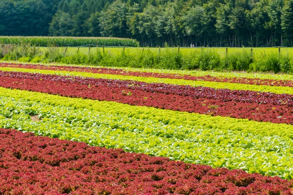 Çiftlikte organik salata. Alan marul. alan taze ve ta