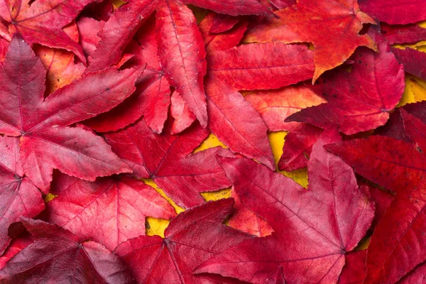 Sonbahar yaprakları arka plan. Renkli sonbahar yaprakları